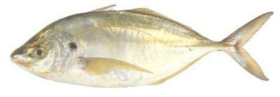 Trevally