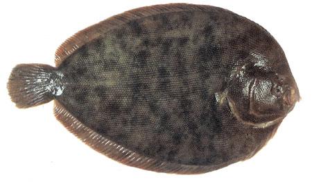 Turbot