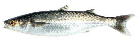 Yelloweye Mullet
