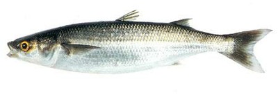 Yelloweye Mullet