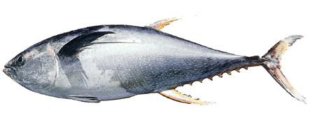 Yellowfin Tuna