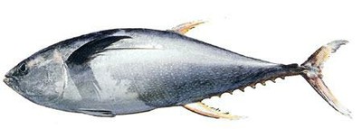 Yellowfin Tuna