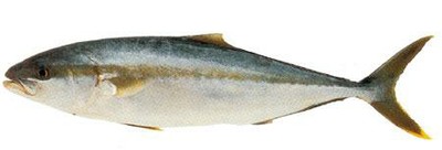 Yellowtail Kingfish