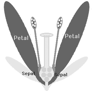 flowerparts