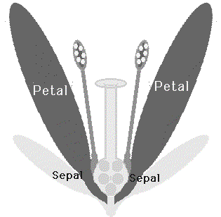 flowerparts