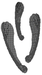 wings