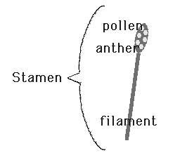 stamen