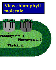Chlorophyll Chlorophyll
