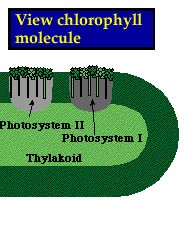Chlorophyll