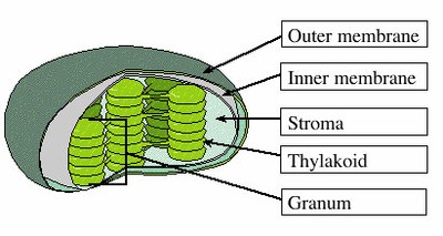 Chloroplasts