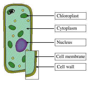 Mesophyll