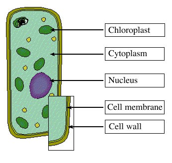 Mesophyll