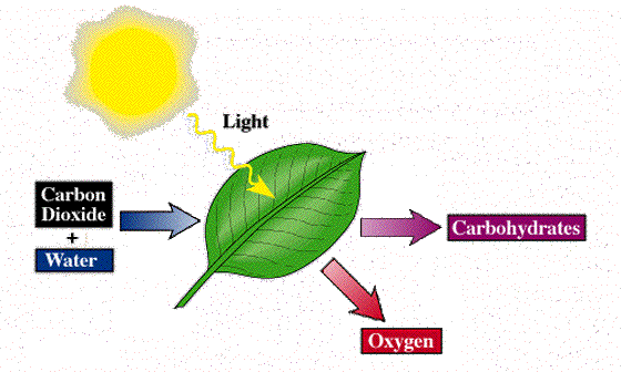 photosynthesis1