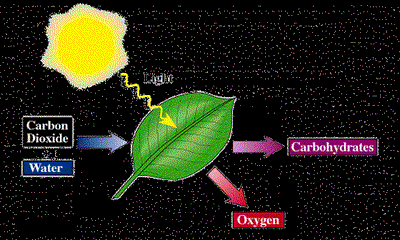 photosynthesis1