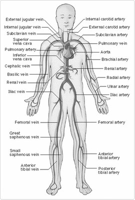 CirculatorySystem.jpg